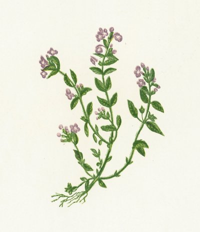 Basilika timjan, Acinos av English School